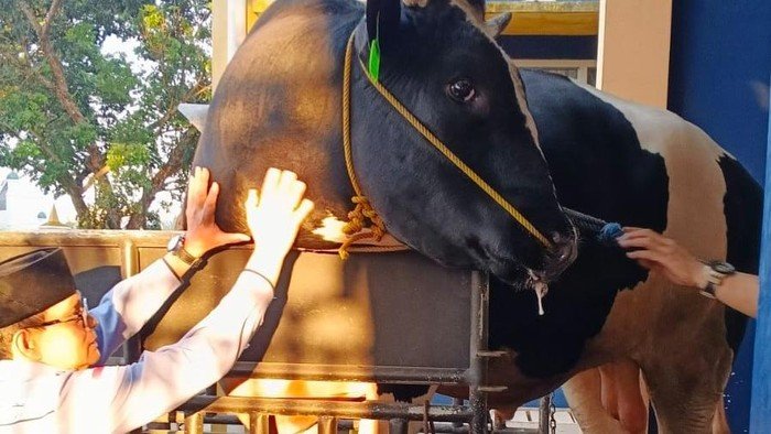Kapolda Sumsel Kurban Sapi 1,1 Ton Jenis Simental di Lubuklinggau